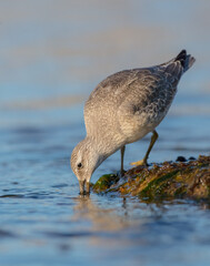 Red Knot - on the autumn migration way at a seashore