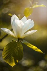 Białe kwiaty kwitnącej magnolii w słonecznym, wiosennym ogrodzie