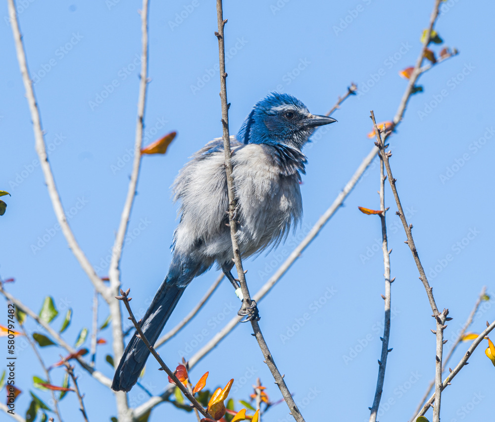 Wall mural florida scrub jay - aphelocoma coerulescens - rare and critically endangered species. federally prot