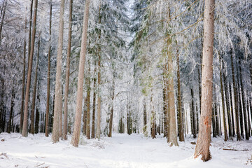 Verschneiter Nadelwald, Taunus, Deutschland