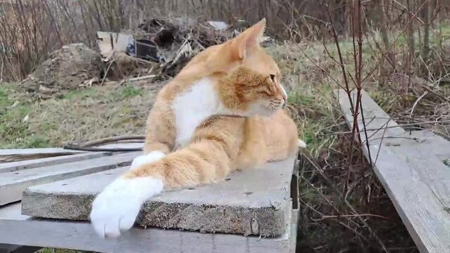 cat sitting on the fence