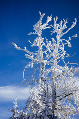 Verschneiter Baum, Taunus, Deutschland