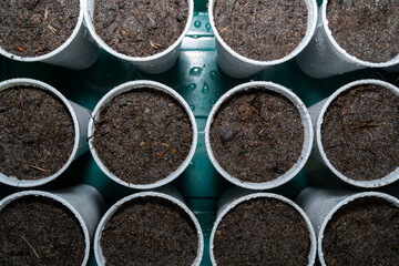 Wet plastic cups with soil and vegetable seeding in spring 