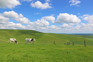 Fototapeta premium Cows in a field in Wiltshire, England 
