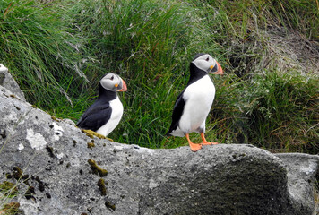 Puffin at Gj gv, Eysturoy Island, Faroe Islands, Denmark