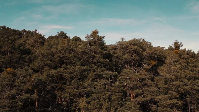 Flying Over A Forest In Spain