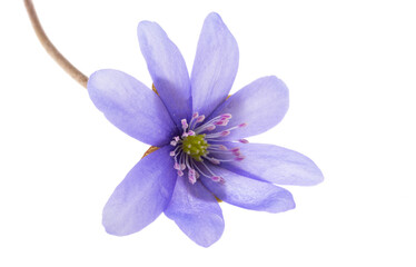 Obraz premium Hepatica nobilis isolated