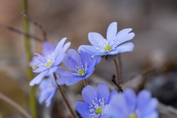 Hepatica Nobilis - first Spring flower