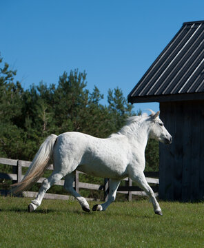 grey pony or white small horse running free no tack spring or summer vertical image of pony free running at liberty in paddock pasture or field on  small horse farm vertical image room for type 