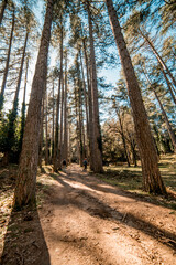 Fototapeta premium Bosco di Pini Larici con veduta dal basso e ragazzi che camminano nel sentiero. Alberi altissimi. Paesaggio estivo con cielo azzurro.