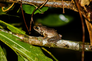 Pulchrana baramica (Boettger, 1900) (Brown Marsh Frog)