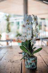 Bellissima orchidea Phalaenopsis bianca. Pianta da appartamento decorativa. 
