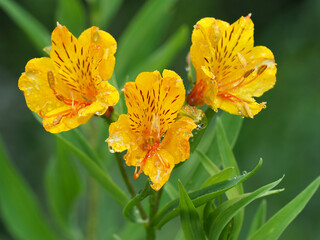 Alstroemeria with water droplets (Alstroemeriaceae) or Peruvian Lily or Lily of the Incas