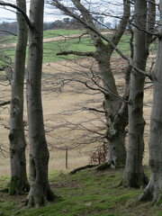 Fototapeta premium Dunecht Estate and Barmekin Hill - Aberdeenshire - Scotland - UK