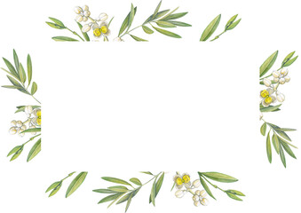 Fototapeta na wymiar rectangular frame of watercolor drawings of olive tree leaves and flowers