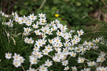 Wood anemone - Windflower - Thimbleweed - Smell fox - Anemone nemorosa - Ranunculaceae