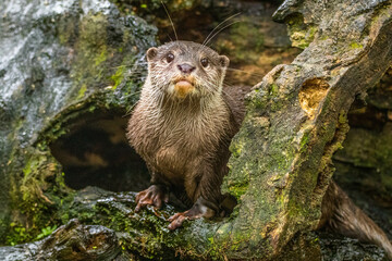 Naklejka na ściany i meble Otters are animals that live near and around water. They are a part of the animal family Mustelid
