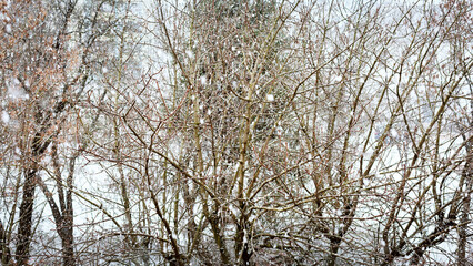 Fototapeta premium Winter day. View from the window. Cold, snowy weather. Abstract of snow-covered trees. Winter background. Close-up. Selective focus.