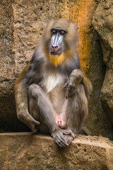 The mandrill (Mandrillus sphinx) is a large Old World monkey native to west central Africa. It is...