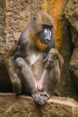 The mandrill (Mandrillus sphinx) is a large Old World monkey native to west central Africa. It is one of the most colorful mammals in the world