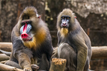 The mandrill (Mandrillus sphinx) is a large Old World monkey native to west central Africa. It is...