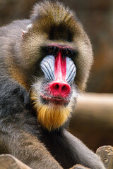 The mandrill (Mandrillus sphinx) is a large Old World monkey native to west central Africa. It is...
