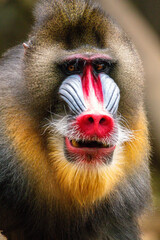 The mandrill (Mandrillus sphinx) is a large Old World monkey native to west central Africa. It is...