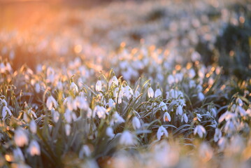 Snowdrop field - Galanthus - against a beautyful sunset