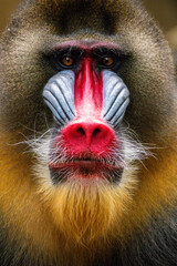 The mandrill (Mandrillus sphinx) is a large Old World monkey native to west central Africa. It is one of the most colorful mammals in the world - obrazy, fototapety, plakaty