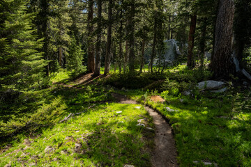 Trail Through Tidy Forest Turns Left