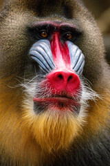 The mandrill (Mandrillus sphinx) is a large Old World monkey native to west central Africa. It is one of the most colorful mammals in the world - obrazy, fototapety, plakaty