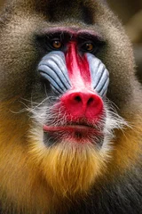 Foto auf Acrylglas The mandrill (Mandrillus sphinx) is a large Old World monkey native to west central Africa. It is one of the most colorful mammals in the world © lessysebastian