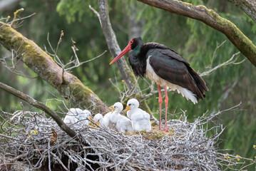 Black stork Ciconia nigra with babies in the nest. Black stork's nest in an old oak forest. Bird...