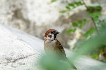 The house sparrow (Passer domesticus) is a species of sparrow