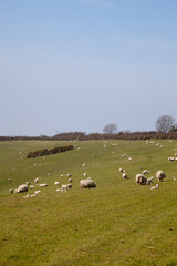 A field of sheep grazing with their newborn lambs