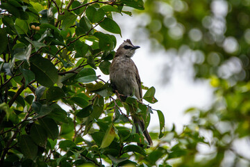 The sooty-headed bulbul (Pycnonotus aurigaster)