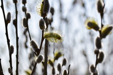 Flowering willow salix salicaceae as a closeup with a various of focuses