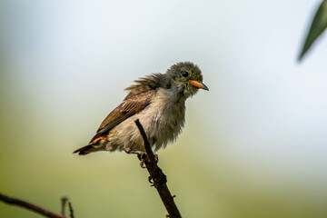 The scarlet-headed flowerpecker (Dicaeum trochileum) is a bird species in the family of Dicaeidae. It is a species endemic to Indonesia