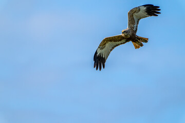 Un busard des roseaux en vol sur un fond de ciel bleu.
