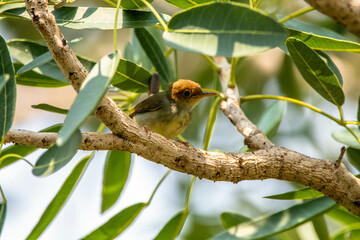 The ashy tailorbird (Orthotomus ruficeps)