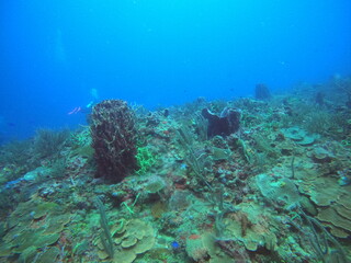 Fototapeta na wymiar scuba diving in the caribbean 