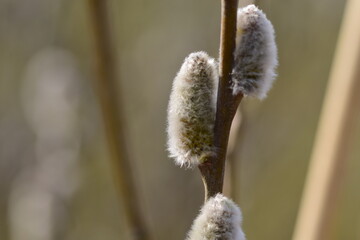 Flowering willow salix salicaceae against a blurred background