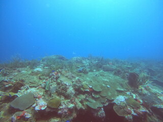 Fototapeta na wymiar scuba diving in the caribbean 