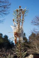 Pine caterpillar in florest, Viseu Portugal - obrazy, fototapety, plakaty