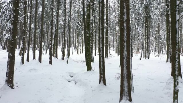 fantastic snowy winter landscape in the forest ,drone photography,