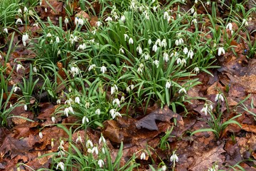 snowdrops in the snow