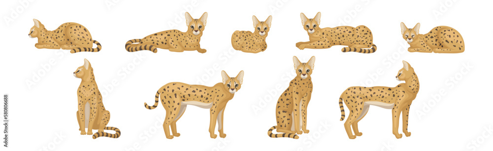 Poster serval as african wild cat with small head and large ears in different pose vector set