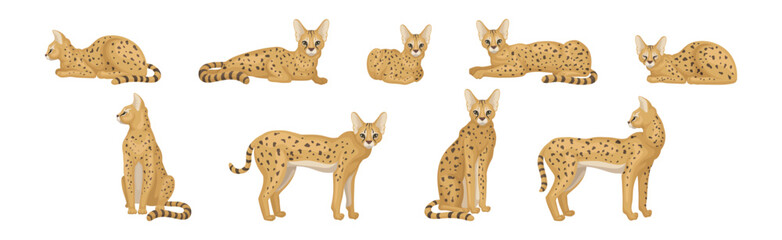 Serval as African Wild Cat with Small Head and Large Ears in Different Pose Vector Set
