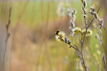 Bee on a flowering willow salicaceae against a blurred background