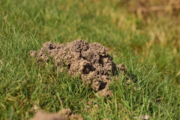 Mole pile on a dike as a close up